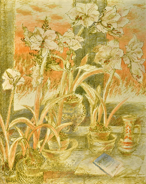 Amaryllis Shambhala